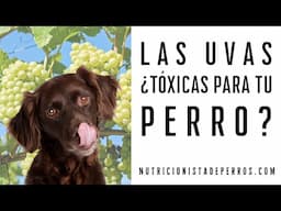 ¿Las UVAS son TÓXICAS para tu perro?