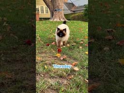 Charlie's coming for you! 🐾❤️ #Ragdoll #CatVideo #CuteCats