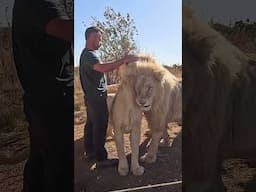 Man Feeds Eggs to WHITE LIONS #fun #cat #wildlife