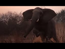 Elephant Charging Vehicle