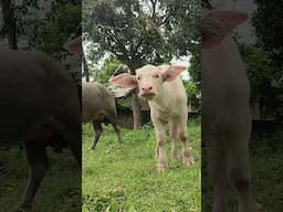 Curious Baby White Buffalo Calf Koh Samui Thailand