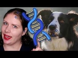 Is Your Pet at Risk? MDR1 Sensitivity | Vet’s Voice