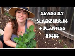 Saving my Blackberry Hedge + Planting My First Rose! 🌹