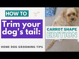 How To Groom Your Dog’s Tail - Carrot Shape Edition | Home Dog Grooming Tips