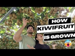 How KIWIFRUIT 🥝 is grown in New Zealand 🇳🇿