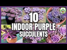 Top 10 Indoor Purple succulents | Purple succulent plants for Indoor Garden | Plant and Planting