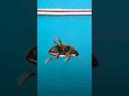 Water scavenger beetle - swimming + flying!