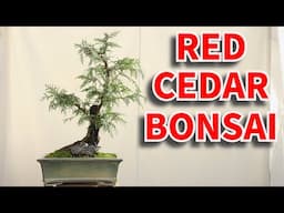 Making a Western Red Cedar bonsai tree from raw material, Tanuki style.