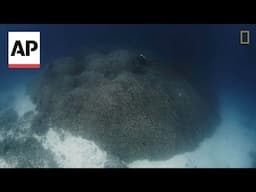 World’s largest coral is found in the Solomon Islands