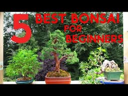 Top 5 Bonsai Beginner Species