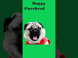 All About Pugs: The Adorable and Lovable Pug Dog! 🐾😍