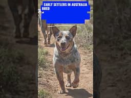 Why the Australian Cattle Dog is the Ultimate Companion 🐶 | Dog show