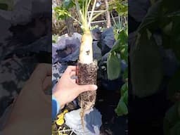 Bottle Up! Radish Garden Box! #gardening #hydroponics #gardeninspiration #containergardening