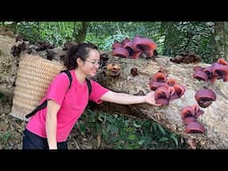 Harvesting MOC NHI mushrooms to preserve over winter and cook