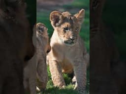 Lion Cubs First Day Out!