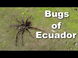 Looking at Bugs in Ecuador