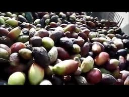 Olive Oil Production