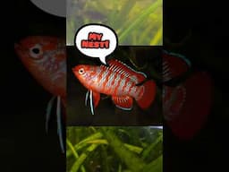 Scarlet Badis: Dario dario. HOW TO TELL TRUE FEMALES V. MALE FISH? A Tricky Yet Lovely Nano Fish!