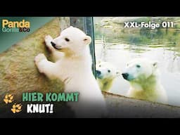 XXL-Knut-Spezial: Abenteuer mit Knut dem kleinen Eisbären im Zoo | Panda, Gorilla & Co.