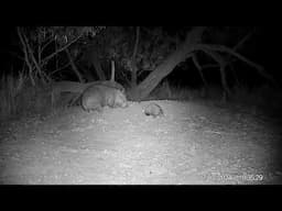 Caught on camera: Rare interaction between critically endangered wombat and echidna