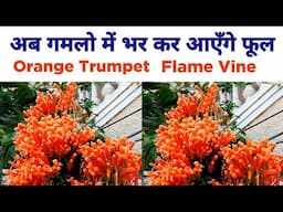 एक ऐसा पौधा जो बेल और प्लांट दोनों में भर कर देता है फूल / Orange trumpet vine / Flame plant care