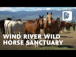 This wild horse haven is run by unexpected advocates: a family of cattle ranchers