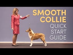 Smooth Collie Grooming Supplies (Quick Start Guide)