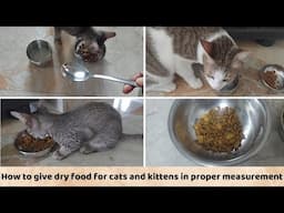 How to give dry food for cats and kittens in proper measurement