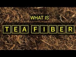 What is Tea fiber #business #teabusiness #fiber Mob #8369668692