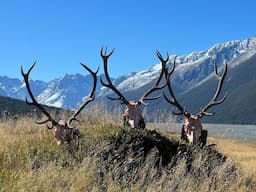 Red Stag Roar - New Zealand 2023