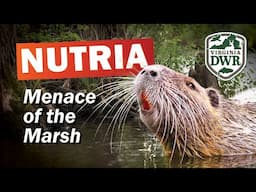 Menace of the Marsh: How Nutria Threaten Virginia's Wetlands