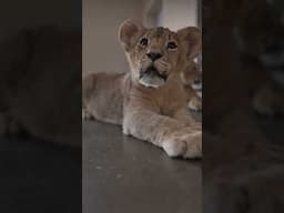 Lion Cub Training