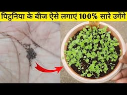 पिटुनिया के बीज कैसे लगाएं | How To Grow Petunia From Seeds