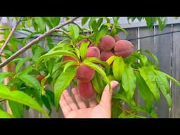 Thinning Peach Trees