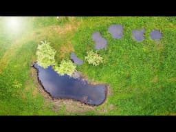 Building a Wildlife Pond for Amphibians