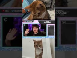 Gaming to raise money for Cat Surgery #gaming #cat #arenabreakoutinfinite