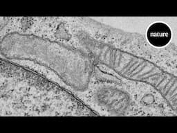 A new kind of mitochondria