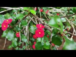 Thornless Crown Of Thorns / Geroldii Euphorbia / plants / Propogation / care tips