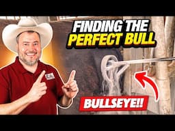 RAISING BEEF CATTLE FOR BEGINNERS – Finding the Perfect Replacement Bull!