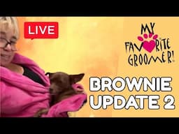 My Favorite Groomer is live! Brownie update 2