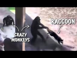 Here's why Raccoons Make Monkeys so Angry