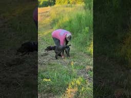 Hank - Retrieving a frozen Quail to his owner  08 27 24