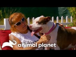 Smack The Dog Gets A Second Chance | Pit Bulls and Parolees | Animal Planet