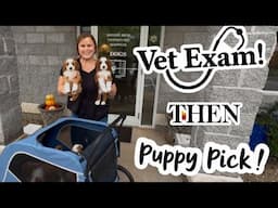 BIG DAY TODAY | Vet Exam For Lottie's Pups & Puppy Visitors | Which Puppy Did They Choose?