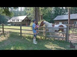 Feeding the Family Horse