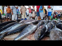 Trincomalee Central Public Market, fish and shellfish | Sri Lanka travel vlog 4K