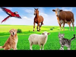 Cute Pets - Cow, Sheep, Dog, Parrot, Squirrel, Cat - Familiar Animals