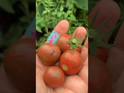 Harvesting Beautiful Cherry Tomatoes From the Garden #gardening #raisedbedgarden #shorts