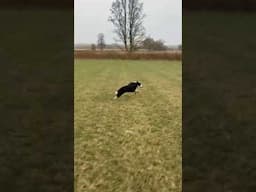 Super fast dogs