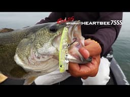 REALIS SPINBAIT HEARTBEE 75SS - Features Explained by Mr.Nishijima